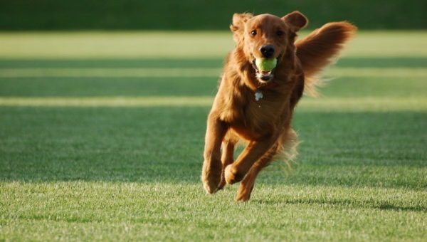 「犬のアポートチームに教える方法」