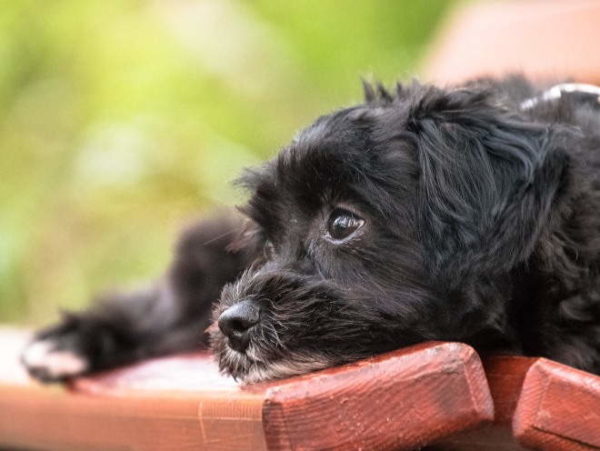 「犬や子犬の泣き声を離乳する方法」