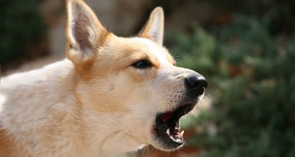 「犬をbarえる方法」