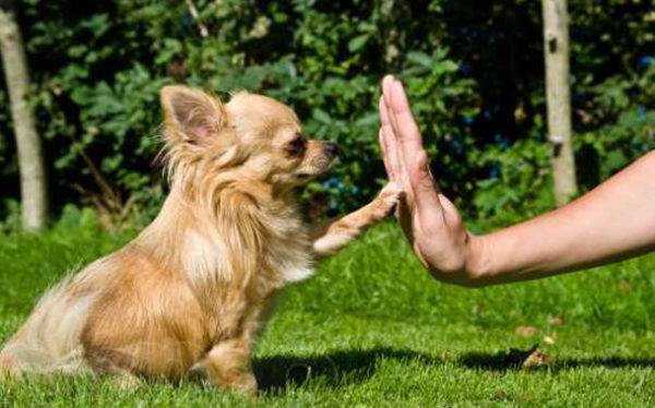 「犬の訓練方法」