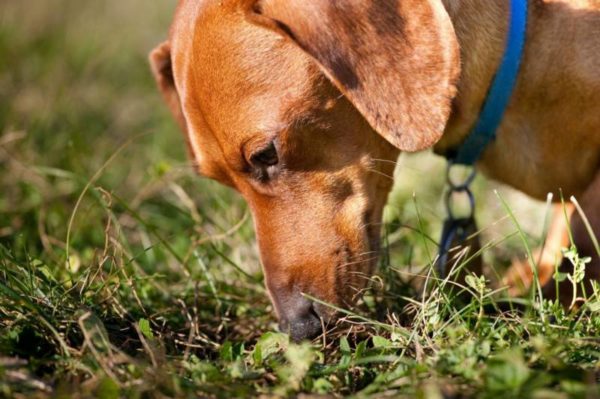 「床または地面から犬のピックを離乳する方法」