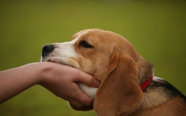 「あなたがリーダーであることを犬に示す方法」
