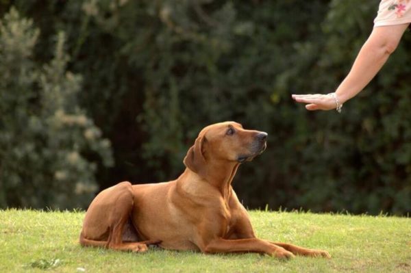 「あなたがリーダーであることを犬に示す方法は、記事を読んだ」