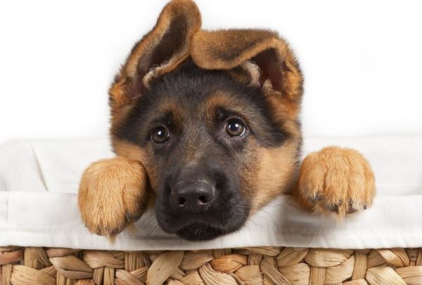 「かわいい犬」