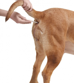 「犬の体温を測定する」