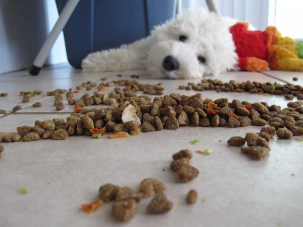 「食べ物が犬に合わないことを理解する方法は記事を読む」