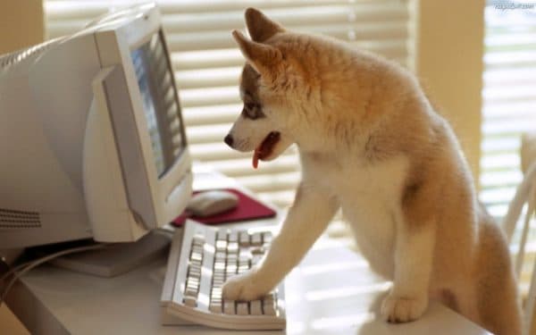 「家にとどまるように犬を訓練する方法」記事を読む