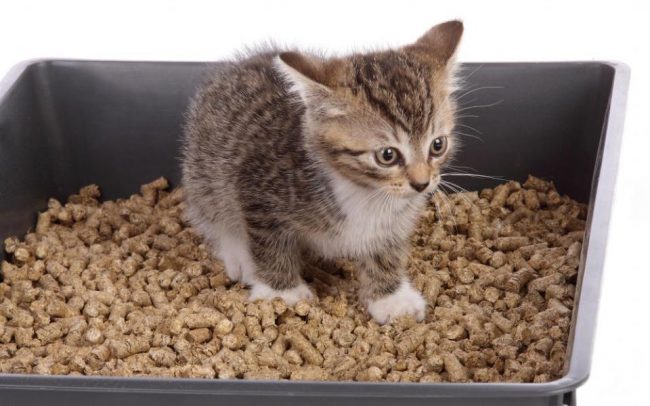 「トイレ用猫砂」