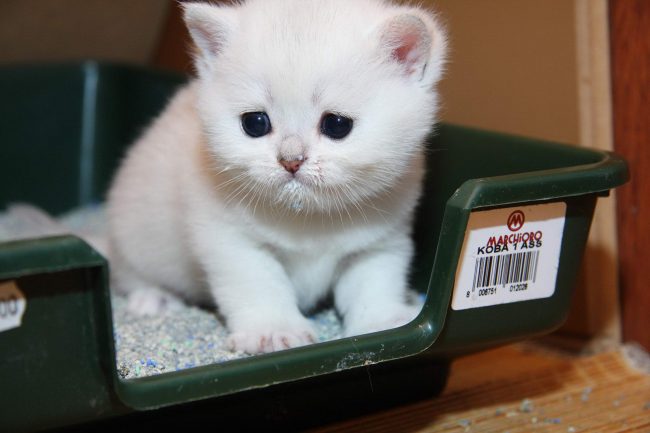 「トイレ用猫砂」