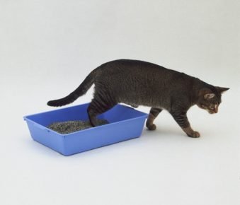 「猫は間違った場所でくだらない」