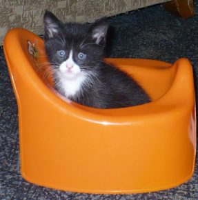 「子猫」