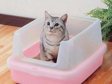 「トレイの中の猫」