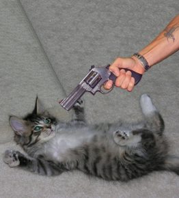 「猫」