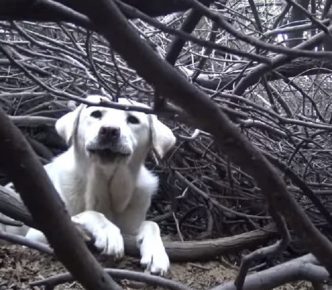 「枝の山にいる犬」