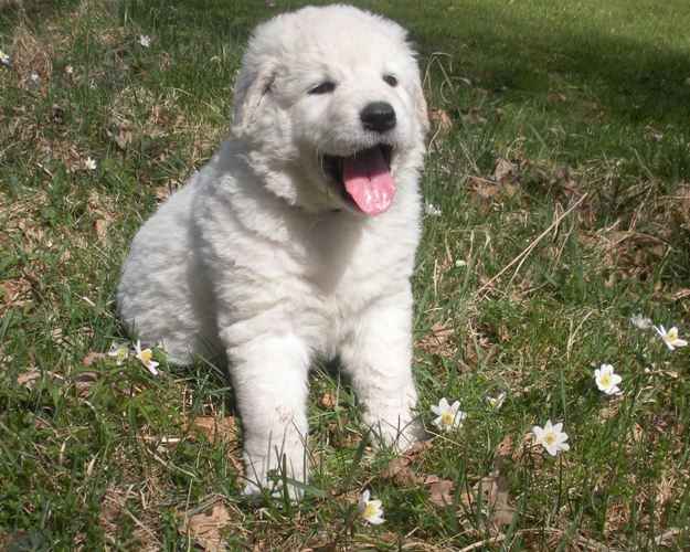 「ハンガリーのクバスの子犬」