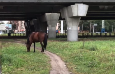 「放牧馬」
