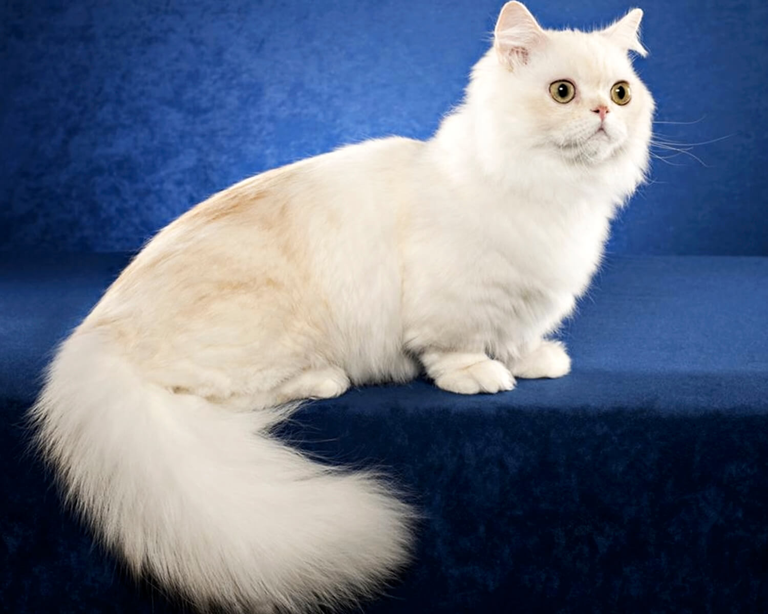 「ナポレオン（メヌエット）ナポレオン猫、メヌエット猫」