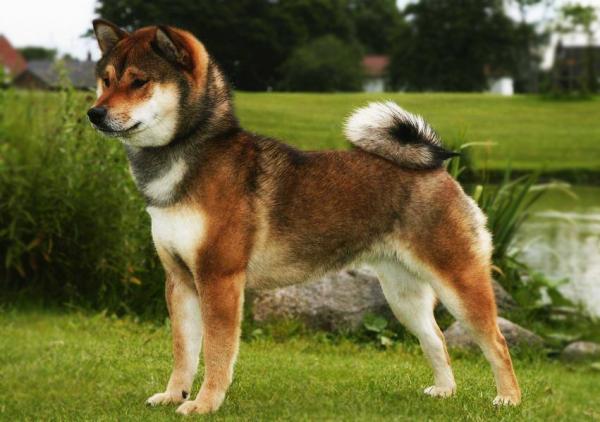 秋田犬の色:写真と説明