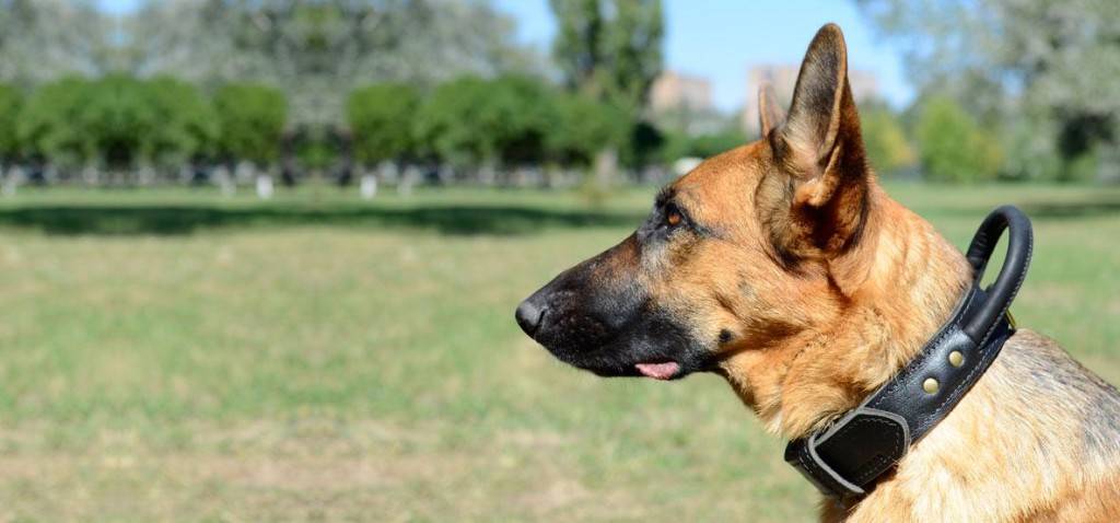 「犬用のウォーキングカラー」