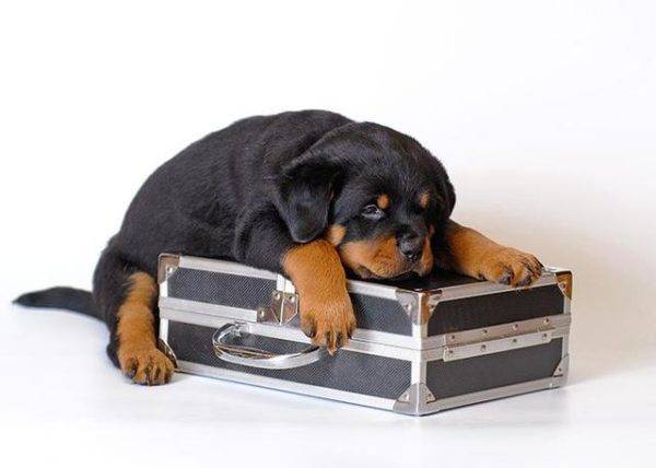 「犬とスーツケース」