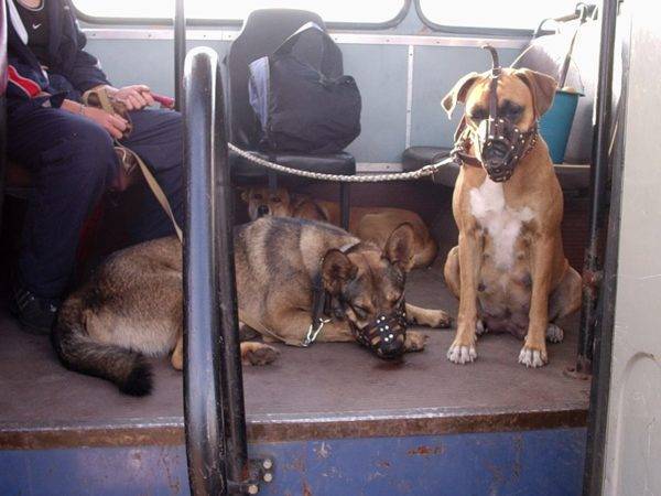 「公共交通機関での犬の運送」