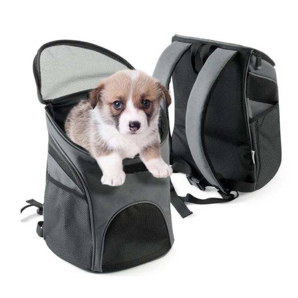 「馬車の中の小さな犬」