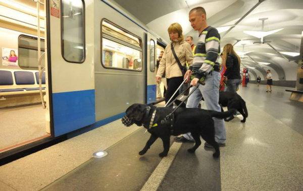 盲導犬は身体の不自由な人を助けます