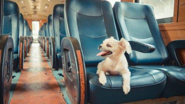 「犬の馬車」