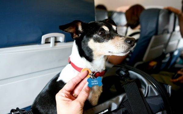 「飛行機の動物の運送」