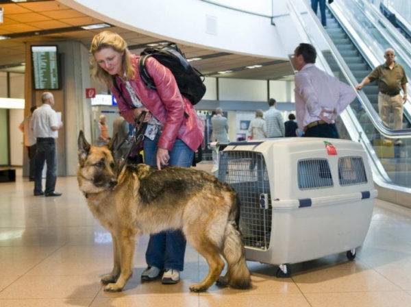 「州の国境を越えた犬の航空輸送」