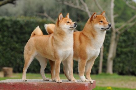 柴犬