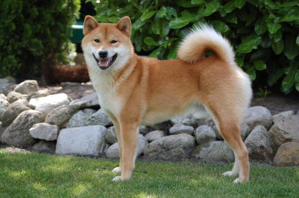 秋田犬