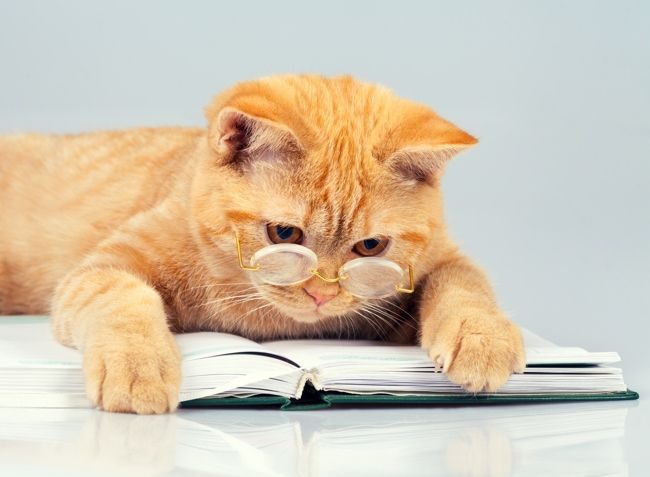 「赤毛の英国人は真の貴族であり、猫のline索と顕著な人格を共有している」 「赤毛の英国人は真の貴族であり、猫のline索と顕著な人格を共有している」