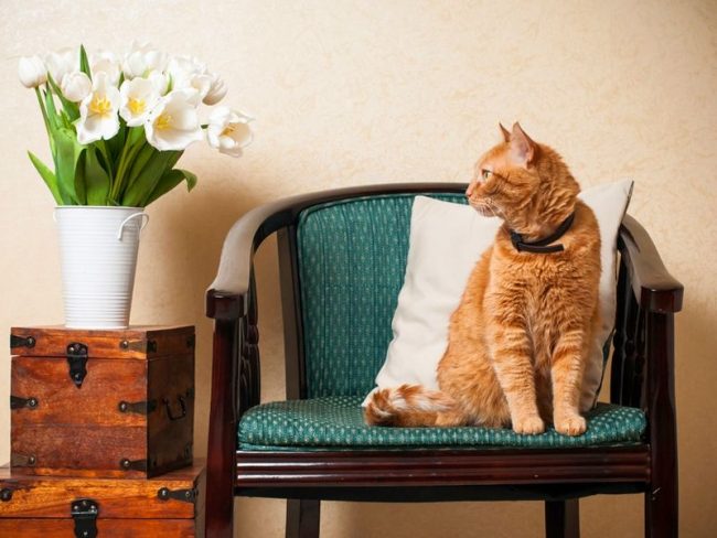「赤猫は飼い主に喜びと幸福をもたらします」 「赤猫は飼い主に喜びと幸福をもたらします」