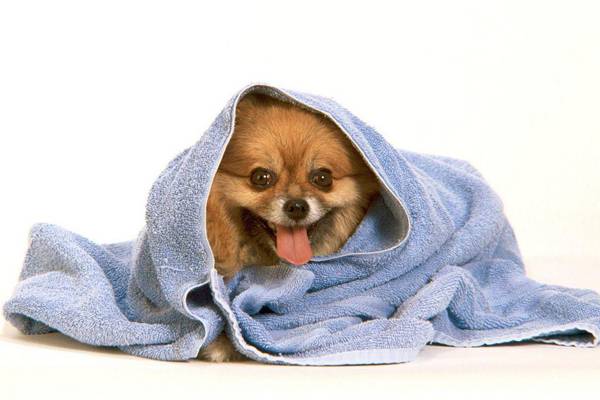 「犬用シャンプー」