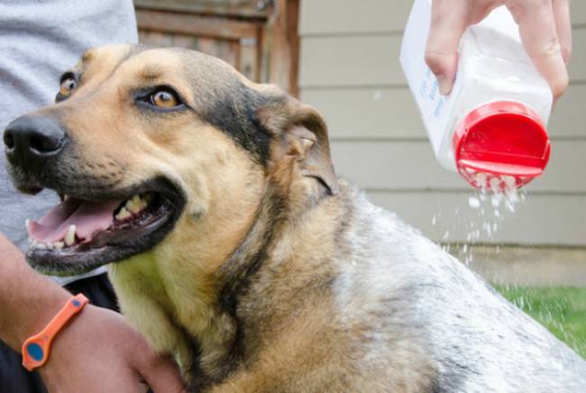 「犬用ドライシャンプー」