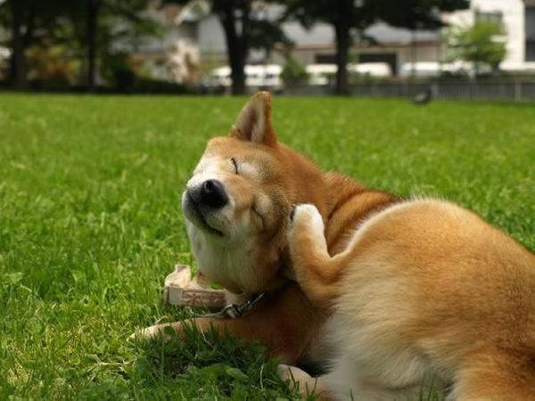 「犬用ノミシャンプーは記事を読む」