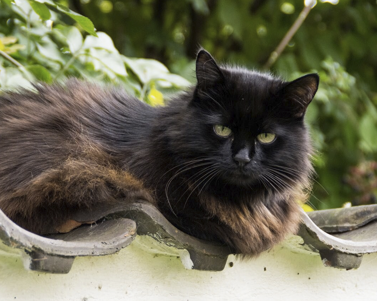 「シャンティリーティファニーの猫の品種」