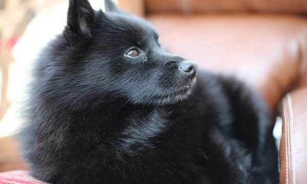Schipperkeコーディネート
