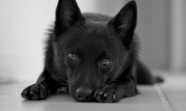「Schipperkeの嘘」