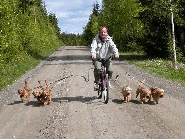 「犬の散歩用ブレストバンド」