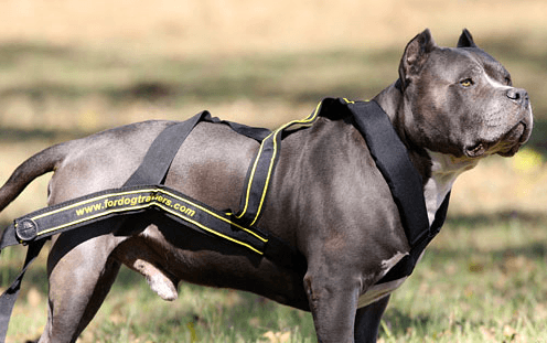 「犬用スポーツハーネス」