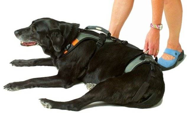 「犬用の乳房バンド写真」