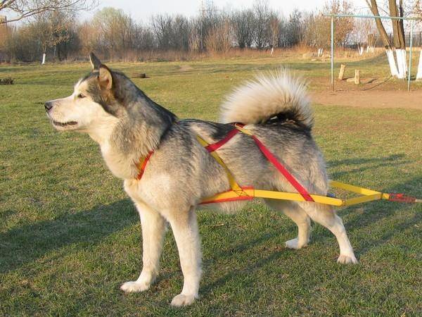 「犬の胸帯」