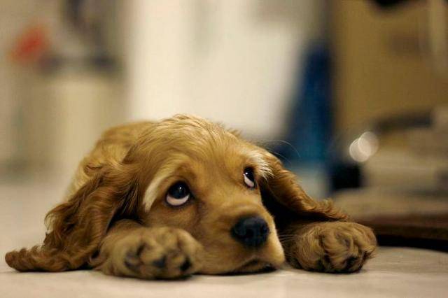 「子犬の泣き声。何をすべきか」