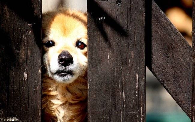 「子犬が心配です」