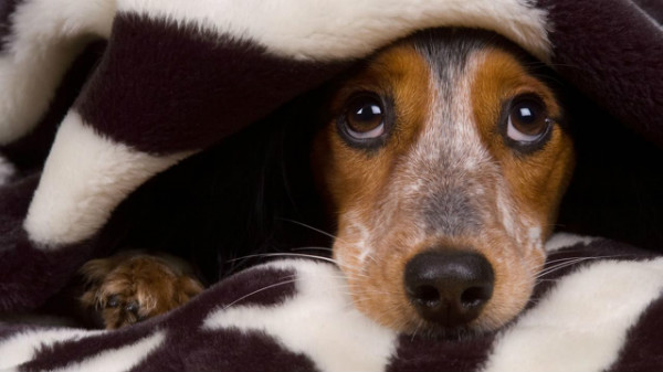 「犬は他の犬を恐れています」