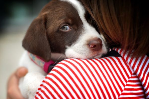 「犬は何をすべきかを恐れています」