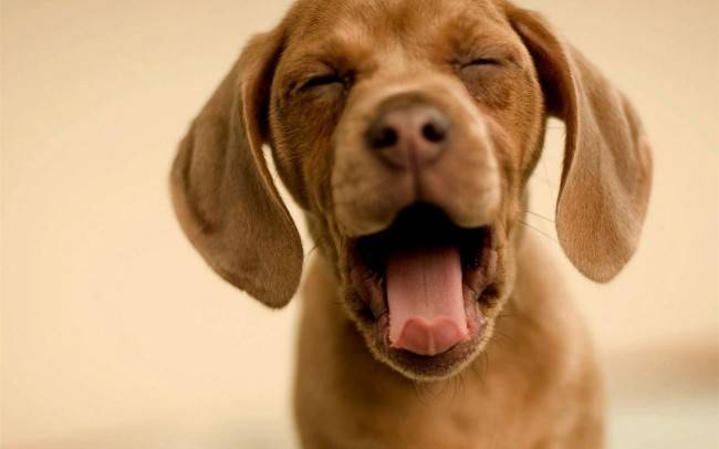 「犬はくしゃみをしている。何をすべきか」