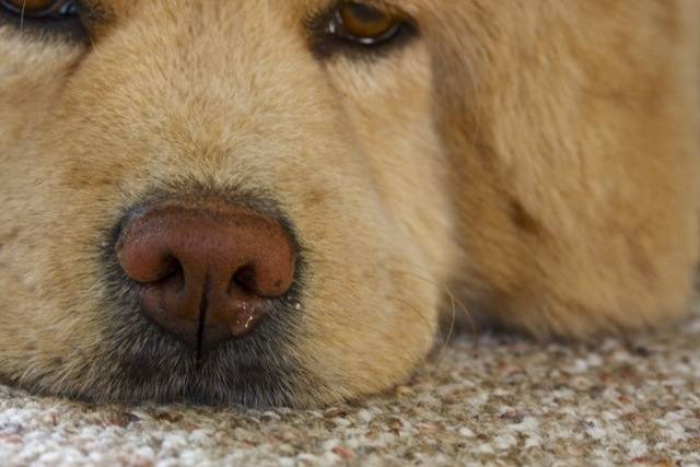 「くしゃみをするときの犬のアレルギー」